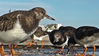 Turnstones  Turmstone Birds at St Ives Harbour in Cornwall [upl. by Erek218]