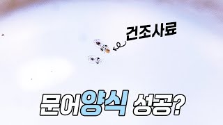 2년 동안 개발한 아기 문어 사료를 드디어 줘 봤는데 성공한걸까요 문어 양식 성공적 [upl. by Nisen]