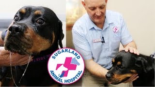 MASTICATORY MYOSITIS IN ROTTWEILERS [upl. by Ykciv]