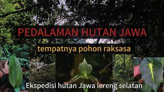 SOLO HIKING MASUK HUTAN Banyak tanaman mirip dari Papua [upl. by Harrus]