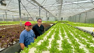 The BIGGEST HYDROPONIC FARM in METRO MANILA May Competition ba sa UPLAND FARMS ng CORDILLERA [upl. by Naujled]