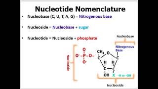 Nomenclature of Nucleotides Made EASY to Understand With Examples [upl. by Anib]