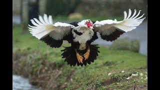 Muscovy duck flying [upl. by Hervey]