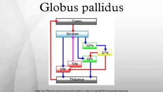 Globus pallidus [upl. by Telford287]