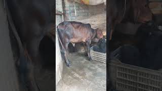 লাল শাহিওয়াল বাছুর ২০২৫ কুরবানিcow sagro cowfarm goat cattlefarming livestockfarming [upl. by Rehpotsirk]