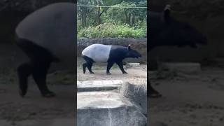 Malayan Tapir Tapirus indicus youtube4animal Tapir Tapirs animals rhino nature [upl. by Dhiren820]