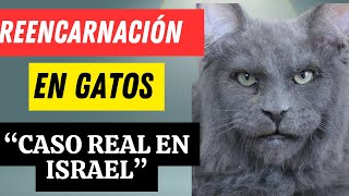 🔥 La gente que reencarna en gatos y otros animales según la Kabbalah  Caso real en Israel [upl. by Annaeed484]