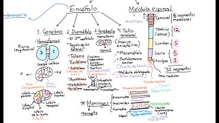 Neuroanatomía Introducción Clasificación y conceptos generales [upl. by Animas]