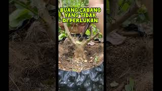 Buang cabang yang tidak di perlukan bonsai bonsaiideas bonsaiart bonsaitree bonsaidesign [upl. by Dachi]