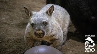 Wombat Joey Born at LA Zoo [upl. by Sagerman363]