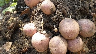 🥔Kartoffeln im Sack  Video 3 Von der Knolle zur reichen Ernte  oder auch nicht [upl. by Altheta]