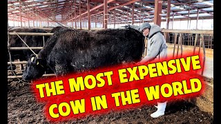 ACTUAL 900kg WAGYU BEEF IN JAPAN  THE MOST EXPENSIVE BEEF BREED IN THE WORLD [upl. by Eirelav596]