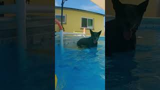 dogs get out of the pool cattledogs dogshorts blueheeler gooddogs [upl. by Suoivart]