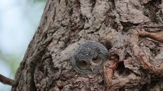 Eastern Screech Owl [upl. by Etteoj235]