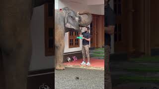 അവൾ Happy ആണ്  kaveri  shimil elephant malappuram kaveri love funny keralaelephant [upl. by Ignazio]