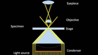 Dark field Microscopy Animation Parts Principle and Applications [upl. by Castara]