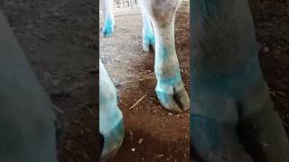 Treatment foot and mouth diseases cow animal [upl. by Skillern298]