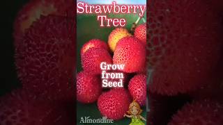 Almondine  Grow StrawberryTree fruit childrenbooks [upl. by Dolan563]