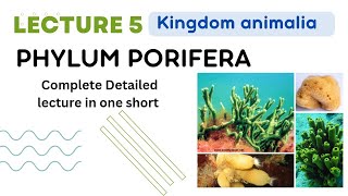 Phylum Porifera kingdom animalia sponges body structure  simple sponge anatomy in Urdu Hindi [upl. by Adnicaj]