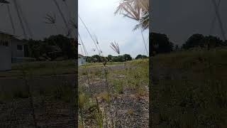 Digitaria sanguinalis tanaman shorts short video shortsvideo shortvideo videoshort vlog [upl. by Pascoe]