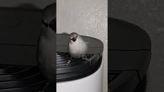 Lavender Waxbill Relaxing on a Dehumidifier A Unique Perch for a Beautiful Bird [upl. by Grey]