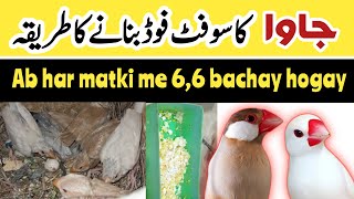 java soft food  java sparrow best breeding soft food [upl. by Notniw]