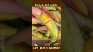 Chilli Mangoshorts factsintelugu youtubeshorts fruit [upl. by Travax]