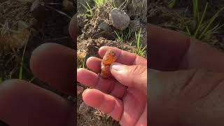 find carnelian agate at mountain crystals agates gemstone naturalagate [upl. by Aguie]