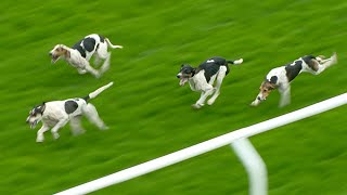 Incredible scenes at Carlisle Hounds jump to it in trail race and produce epic finish  Racing TV [upl. by Batish]