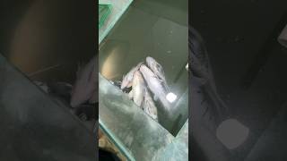 All monster fish death 🥺😭 catfish snakehead fish gurami fish shortvideo shots viralshort viral [upl. by Evelinn]