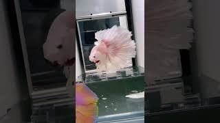 Rare betta fish collection fighterfish [upl. by Retsevel810]