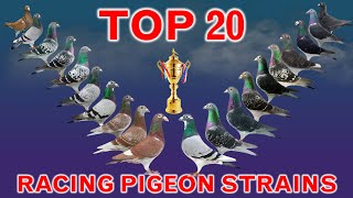 Top 20 Best Racing Pigeon Strains in the World  Popular Racing Pigeon Bloodlines [upl. by Cavuoto]