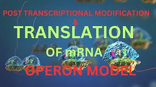 Translation of mRNA amp Operon model theory for neetaiimsnurshingsscin bengali Harunbiozone [upl. by Dorothi861]