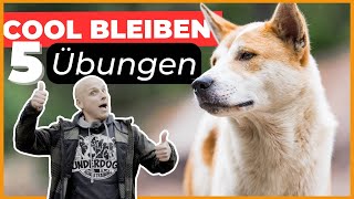 Aufgeregter Hund 5 Übungen damit dein Hund mit Frust umgehen lernt [upl. by Belle421]