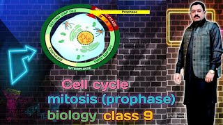 CELL CYCLE MITOSISPROPHASEBIOLOGY wisdomwaveswithshehzadkhan [upl. by Enohpets]