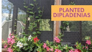 GARDEN Planting Dipladenia [upl. by Ahsienroc193]