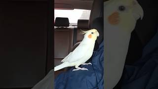 A Cute Singer on the Go 🚘🎶🦜🥰 cockatielscraze birdsinging cutepets [upl. by Larue]