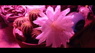 My Echinopsis calochlora in morning bloom [upl. by Melville460]