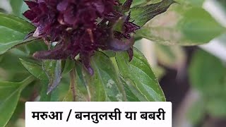 मरुआ  बनतुलसी या बबरी Marjoram plant 🪴 [upl. by Ttezzil183]