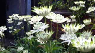 Astrantia Aconitum amp Bumble Bees [upl. by Adihsar338]