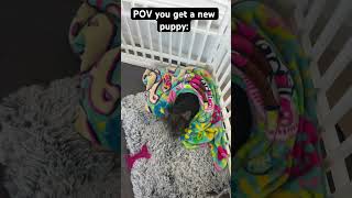 Her name is Penelope🥰🥰🥰fypviralpuppydogcutefunnynewpuppy [upl. by Thora]