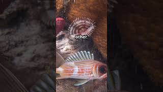 Squirrel Eyes for Night Swimming The Longspine Squirrelfish is found in coral reefs uniquefish [upl. by Atsok]