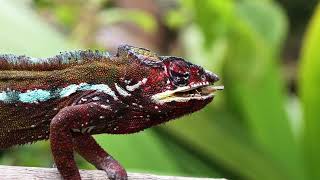 Panther chameleon Furcifer pardalis hunting Madagascar [upl. by Jemy]