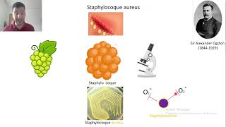 1Caractéristiques staphylocoque aureus [upl. by Anekam994]