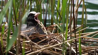 FULICA ATRA [upl. by Ojillek]