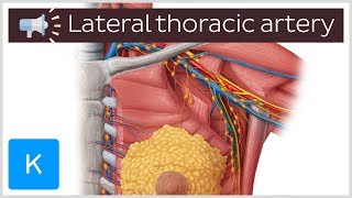 Lateral thoracic artery  Anatomical Terms Pronunciation by Kenhub [upl. by Enileuqkcaj]