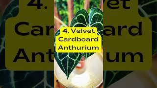 Tropical Rainforest Plants a Beginner Can Grow plants houseplants indoorplants tropicalplants [upl. by Cam]