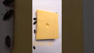 Flesh Eating Beetle Snack Cheese timelapse Dermestid beetles cheese [upl. by Anait777]