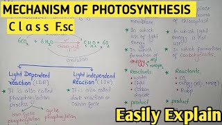 Mechanism Of Photosynthesis  Light Dependent And Independent Reactions  Class 11 Balochistan Board [upl. by Herstein817]