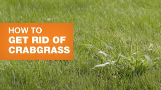 How to Get Rid of Crabgrass [upl. by Nath410]